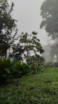 Un primer plano de un bosque con varios arboles y plantas con una fuerte neblina y lluvia. Video vertical