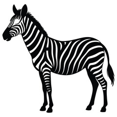 Zebra vector