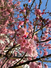 Close-up of delicate pink cherry blossoms in full bloom against a clear blue sky in springtime. London, England, UK.