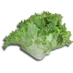 A fresh head of lettuce, commonly used in salads and various dishes for its crisp texture and...
