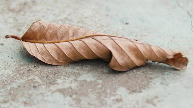 zoom in dry leaves on the floor