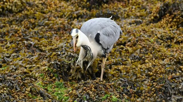 Handheld closeup of grey heron gulping down a small fish in coastal seaweed. Natural feeding behavior as bird swallows prey in one motion, handheld