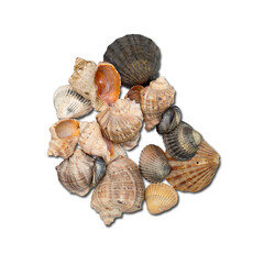 A collection of various seashells arranged together, showcasing different shapes and colors.