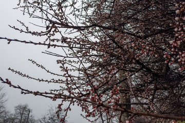 Branches of apricot trees with flower buds in foggy day
