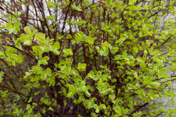 Bush of spiraea with wet young leaves in overcast morning