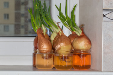 Sprouted onion bulbs in small jars with water on windowsill