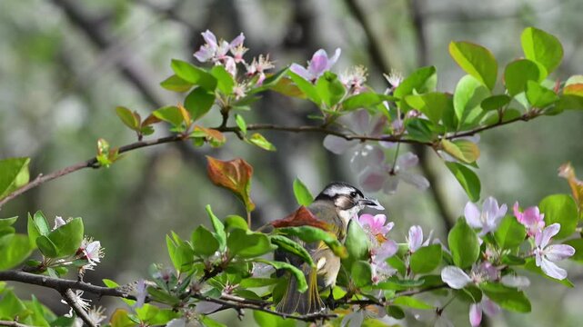 bird on a tree