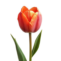 Tulip flower png vibrant tulip png colorful bloom png spring flower png garden bulb png transparent background image