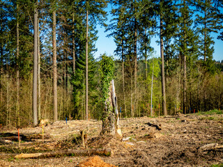 Wiederaufforstung im Mischwald durch Anpflanzen von jungen Pflanzentrieben an bunten Stöcken
