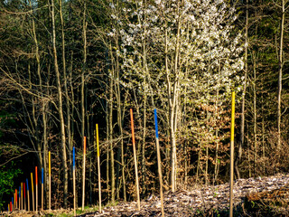 Wiederaufforstung im Mischwald durch Anpflanzen von jungen Pflanzentrieben an bunten Stöcken
