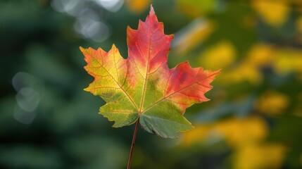 Obraz premium Single Colorful Maple Leaf in Autumn
