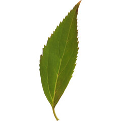 Obraz premium A single green leaf with a serrated edge, showcasing its natural texture and color.