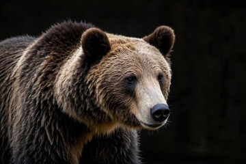 there is a brown bear that is standing in the dark
