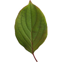 Obraz premium A single green leaf showcasing its intricate veins and natural texture.