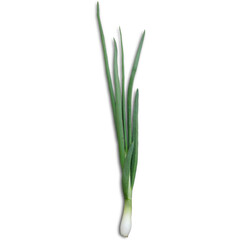 A green onion with long green stalks and a white bulb, commonly used in cooking for flavor and garnish.