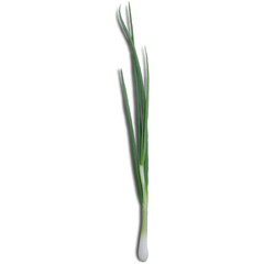 A fresh green onion, commonly used in cooking for flavor and garnish.