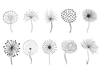 Obraz premium png blowball fluffy nature plant silhouette illustration wind botany summer flower vector design flying background seed growth fragility biology blossom spring wild plant black floral life floral 