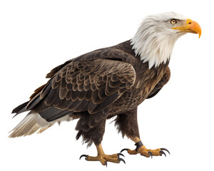 A majestic bald eagle standing tall isolated on a transparent background