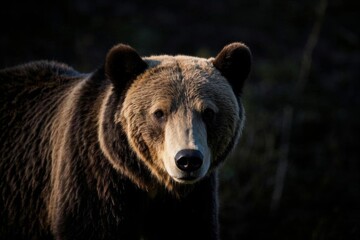 Fototapeta premium there is a brown bear that is standing in the dark