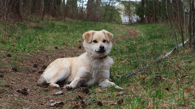 funny puppy dog ​​lies on back plays fooling around