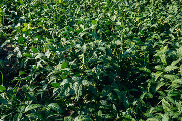 green soybean  crops in growth at field