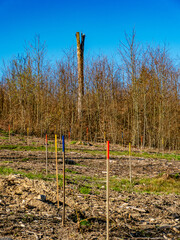 Wiederaufforstung im Mischwald durch Anpflanzen von jungen Pflanzentrieben an bunten Stöcken
