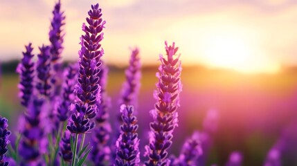 Fototapeta premium Lavender field horizon at golden hour soft purple hues with warm orange sky romantic summer atmosphere 