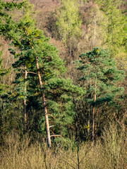 Bäume im Mischwald im Frühjahr