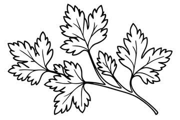 Parsley Leaf Line Art Creative Artwork for Nature Inspired Design 