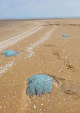 Jellyfish on the beach