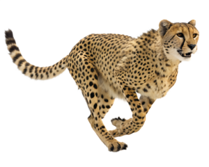 A cheetah running with its tail up and its mouth open isolated on a transparent background