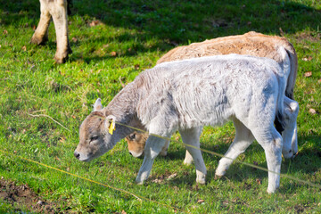 Cute white brown calf of breed R&auml;tisches Grauvieh grazing on meadow at Swiss City of Z&uuml;rich on a sunny spring day. Photo taken April 1st, 2025, Zurich Schwamendingen, Switzerland.