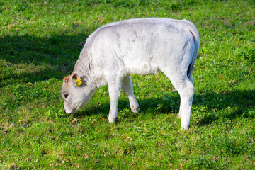 Obraz premium Cute white brown calf of breed Rätisches Grauvieh grazing on meadow at Swiss City of Zürich on a sunny spring day. Photo taken April 1st, 2025, Zurich Schwamendingen, Switzerland.