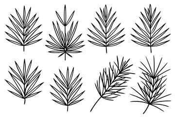 Pine Needle Line Art Sketch for Botanical Art Projects  