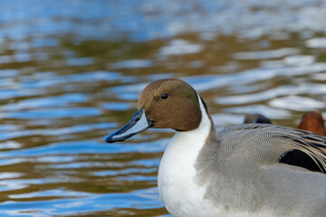 水面に浮かぶオナガガモの雄