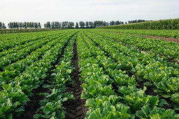 Chinese cabbage crops in growth at field