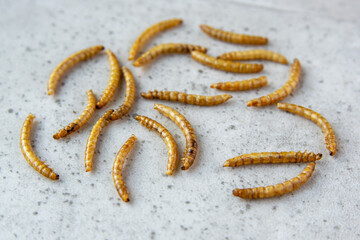 Worms for cooking. Mealworms on a stone background.