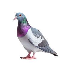 Pigeon Portrait isolated on transparent background