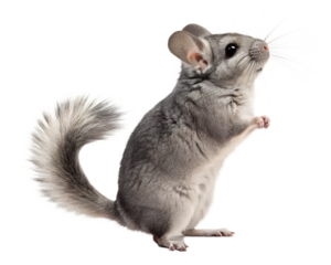 A charming chinchilla standing upright  cow isolated on a transparent background