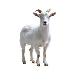 Obraz premium White Goat isolated on transparent background