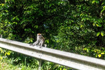 A wild monkey walking on the roadside barrier in the hills of West Sumatra, Indonesia