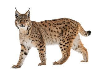 A spotted lynx standing isolated on a transparent background