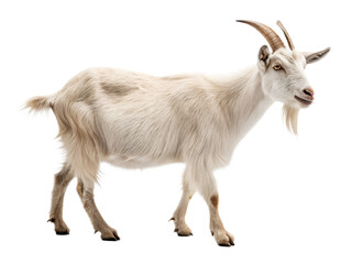 Obraz premium A standing goat isolated on a transparent background