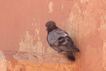 A single pigeon perched on a house