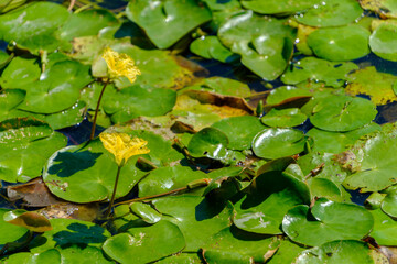 アサザの咲く池の風景