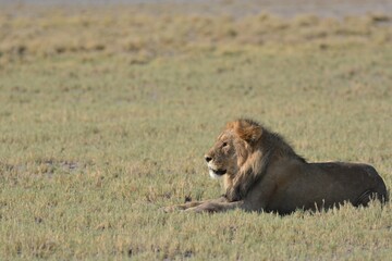 lion in savanna , animal of africa