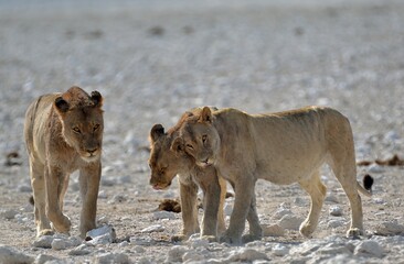 lion in savanna , animal of africa