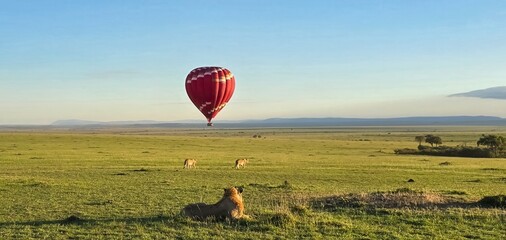 Lions watching hot air balloon flying over Masai Mara National Reserve in Kenya