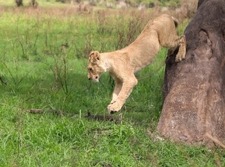 Lion cub jumping on a tree in the african savannah