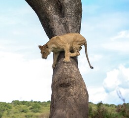 Lion cub climbing down a tree in the african savanna